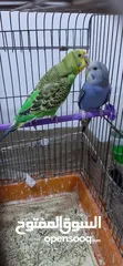  1 طيور الحب ازرق اخضر ابيض وطيور كناري