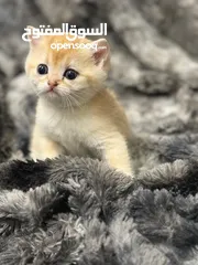  4 ذكرين سكوتش و بريتش جولد عمر 55 يوم