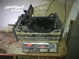  4 أرانب بابيون سلالة صافيه 100%ألوان ساده للبيع