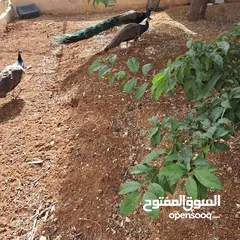  2 طاووس هندي للبيع بسعر مغري ما بنختلف عالسعر