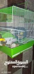  8 Hamster , Male & Female for Sale