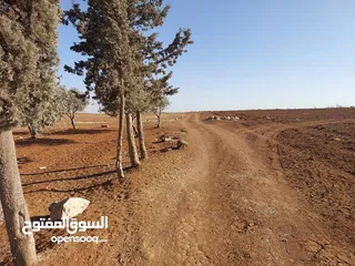  22 مادبا ماعين ارض زراعية مميزة عليها مزرعة زيتون جاهزة واصل جميع الخدمات مساحتها 4500 م