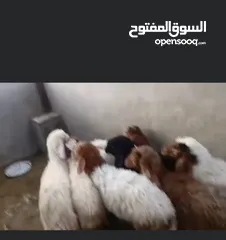  1 8 عبر عمر 3 الى 4 شهور  مسكرات لحم ما شاءلله  ماخذات جميع المطاعيم  بسعر حرق