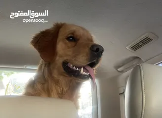  4 للبيع كلب جولدن ريتريفر Golden Retriever