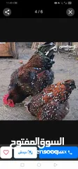  4 بيض فواخر دجاج الزينة العملاق والمقزم للفقاسات نظام اطقم كما موضح بالصور