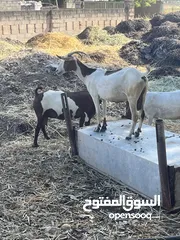  7 ماعز أو اغنام شحريات