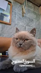  1 قطة أنثى هيمالايا مكس عمرها من 6 إلى 7 شهور ماخذه كل مطاعيمها