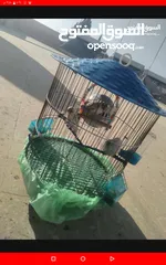  2 عصافير حب بادجي 2 مع القفص