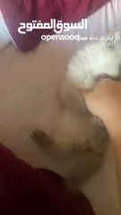  9 قطط هملايا وشيرازي وبريتش للبيع بسعر رمزي