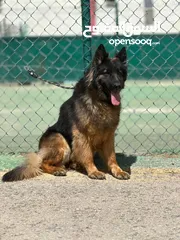  2 German shepherd