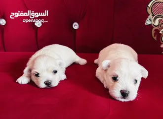  3 Maltese Puppy