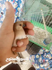  1 حسون صحراوي  شحرور.