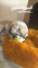  2 ذكر شيتزو عمر سنة تماما للبيع مع كافة اغراضه و بيته مطعم جميع التطعيمات مع دفتر