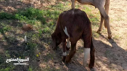  9 نعجه هجين خرطومي الله يبارك تحتها خروف عمره ف3شهور سنها اول جمع صغير وعشره تاني محصنات وسليمات