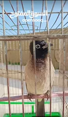  1 بلبل اليفات جدآ اقرأ الاعلان