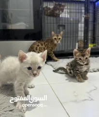  4 Little Cats Bengal White Snow قطط صغيرة بنغال ابيض سنو