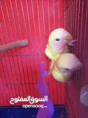  2 عصافير روز للبيع