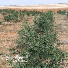  3 ارض للبيع   جنوب عمان /القرية جميل (حوض العرقوب)