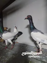  5 15 طير مخلف 4 يهودي رقبه شبر 4 مزههورات 4 نوري  1مخلف سلفر يهوديات نخب رقبه شبر 12 جوز يهودي