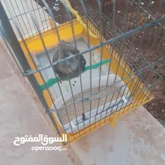  7 ببغاء كوكتيل انثى للبيع  الطير 80%اليف .