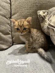  3 سكوتش غولدن male cat