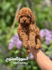  4 toy poodle T_cup now in Jordan  توي بودل تيكب بجميع الأوراق والثبوتيات والجواز والمايكرتشيب