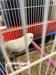  4 جوز طيور حب للبيع