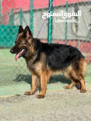  6 كلاب جيرمن شيبرد مدرب وغير مدرب