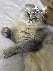  1 4 قطط للبيع