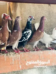  16 حمام انواع نخب اول معاكيف وبغدادي وابلق
