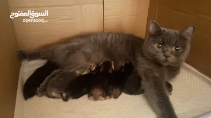  6 Scottish straight kittens  قطط سكوتش ستريت