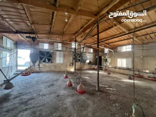  12 مشروع دواجن متكامل وجاهز للإنتاج – ليس مجرد أرض