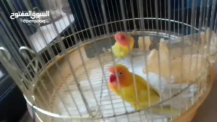  5 فيشر أخوة جاهزين التزاوج واحد ذكر و واحد انث بس ب 300 شيكل أليفين بس صاروا يعضو عشانهم مع بعض افصلهم