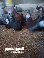  1 طيور حمام للبيع