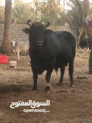  1 للبيع ثور نمساوي مكمل الحجم الكبير الصحة ممتاز