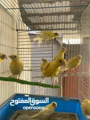  2 مخاليف كنار الحبة ع 7 والكوم 6 (((نهاايتهم)))