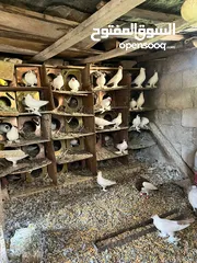  5 جواز بلونيات وجواز يهوديات