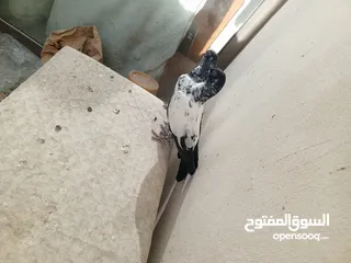  10 جوز مزهورات سود