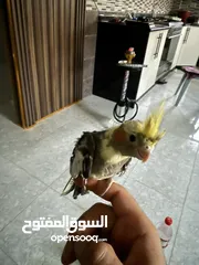  4 طيور كوكتيل للبيع