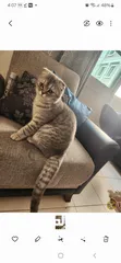  2 Scottish fold  male 7