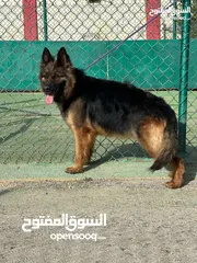  28 درّب كلبك الآن ...اكبر مركز لتدريب الكلاب