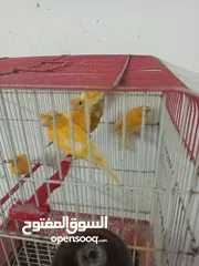  2 كنار مقنبر