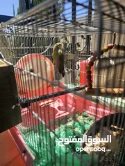  5 روز وكوكتيل