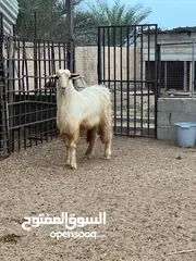  2 فحل من حلال الجواميد