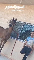  5 مهر عربي اصيل
