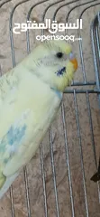  3 طيور [بادجي] عدد 3 للبيع صحه و نشاط و نظافه تبارك الله
