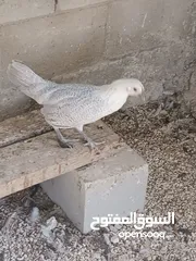  6 طيور مزرعه زرب الصواوين