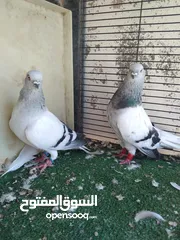  4 بسم الله ما شاءالله حبات نخب طواير وفحول ومخليف