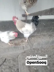  1 ديك فرنسي والدجاج فرنسي
