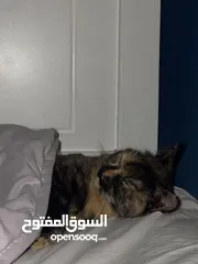  7 5 قطط صغار العمر شهر ونص مع امهم